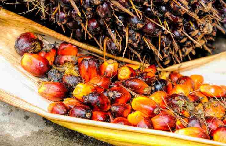 I frutti da dove si estrae l'olio di palma