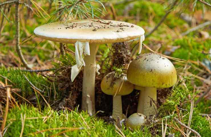 Il pericolosissimo fungo Amanita Phalloides