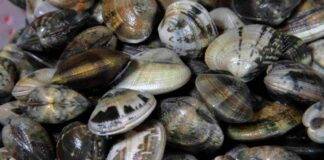 Norovirus nelle vongole richiamo alimentare