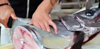mercurio nel pesce spada richiamo