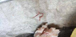 contaminazione da anisakis richiamo alimentare