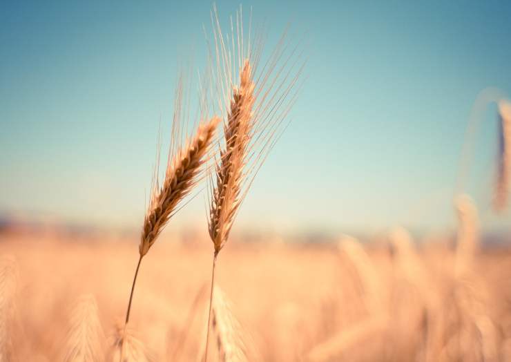 Crisi del grano Italia Europa - RicettaSprint