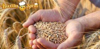 Crisi del grano Italia Europa - RicettaSprint