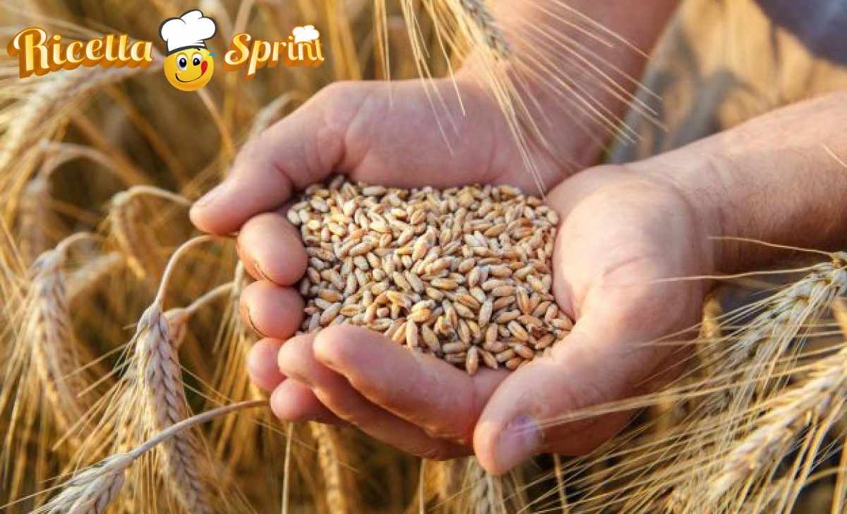 Crisi del grano Italia Europa - RicettaSprint