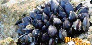 cozze sequestrate diossina taranto