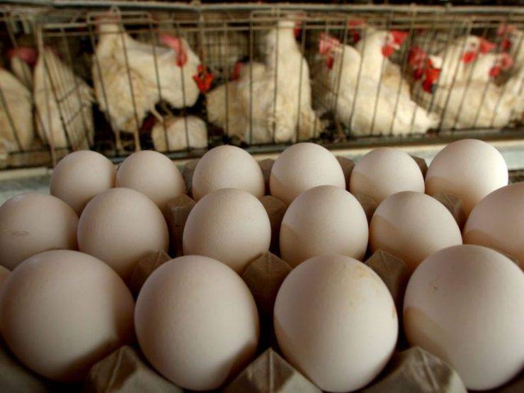 Uova di gallina stanno per scomparire - RicettaSprint