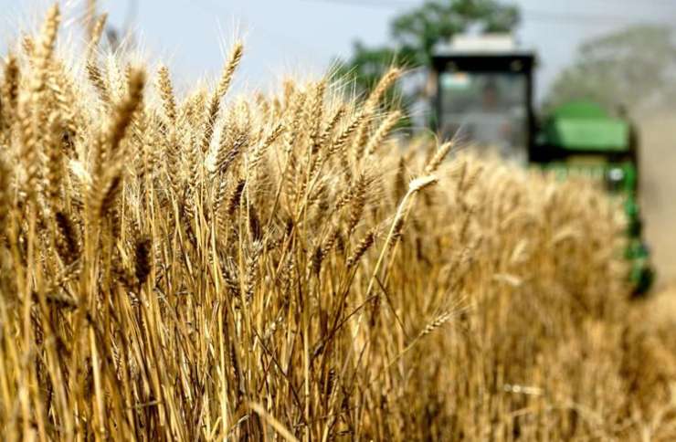 Crisi del grano Europa - RicettaSprint