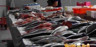 anisakis pescheria allarme rischi sintomi