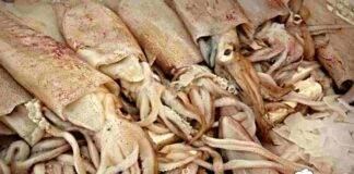 Allarme cadmio nel cibo contaminazione richiamo alimentare