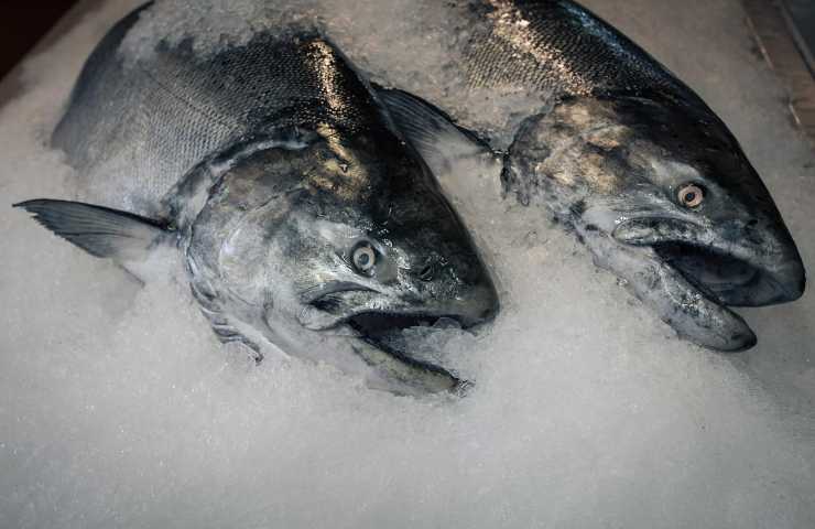 Dei pesci surgelati