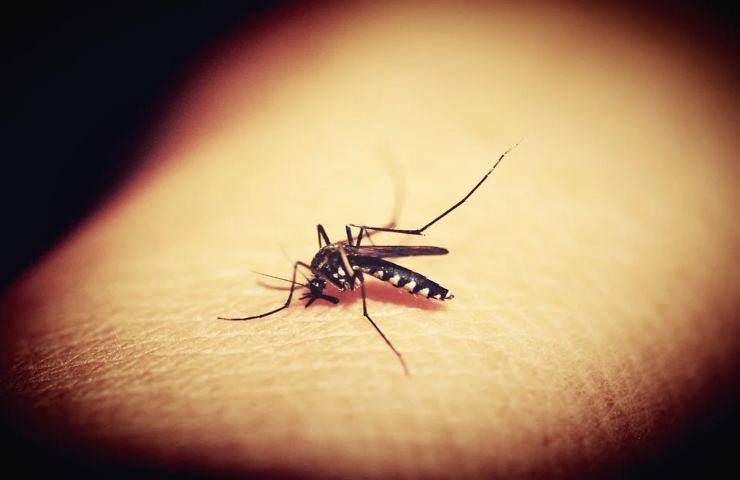 Una zanzara che ha morso una persona