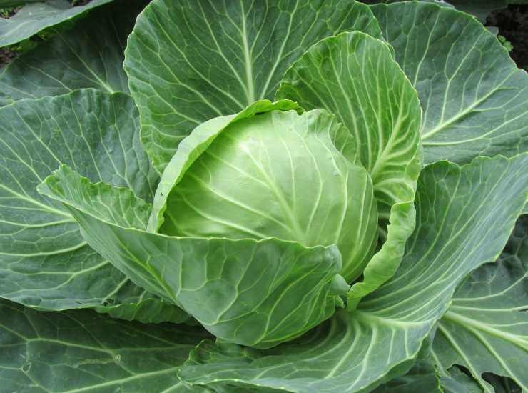 Wurstel e crauti niente di piu buono e pronto in 5 minuti, provatelo con le salse, TOP. Foto di Ricetta Sprint