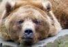 Spezzatino di carne di orso denuncia - RicettaSprint