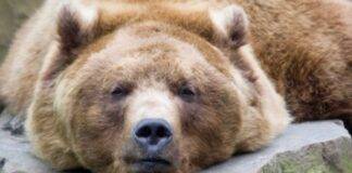 Spezzatino di carne di orso denuncia - RicettaSprint