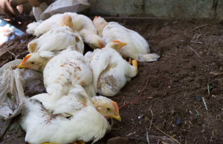 Un allevamento di polli
