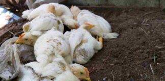 influenza aviaria emergenza italia 2022 rischio