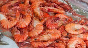 Non sai come riconoscere i gamberi freschi? Ecco come capire quali comprare