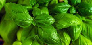 come coltivare il basilico in casa