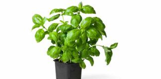 pianta di basilico come coltivarla conservarla