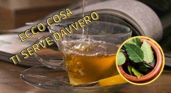 Conosci i benefici della tisana all’alloro? Preparala subito così
