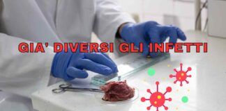 allarme trichinella infetti carne di cinchiale trichinosi