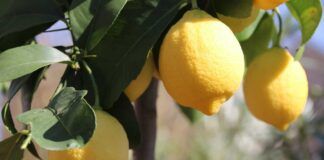 Semi limone come usarli - RicettaSprint