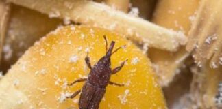 insetti nella pasta come eliminarli rimedi