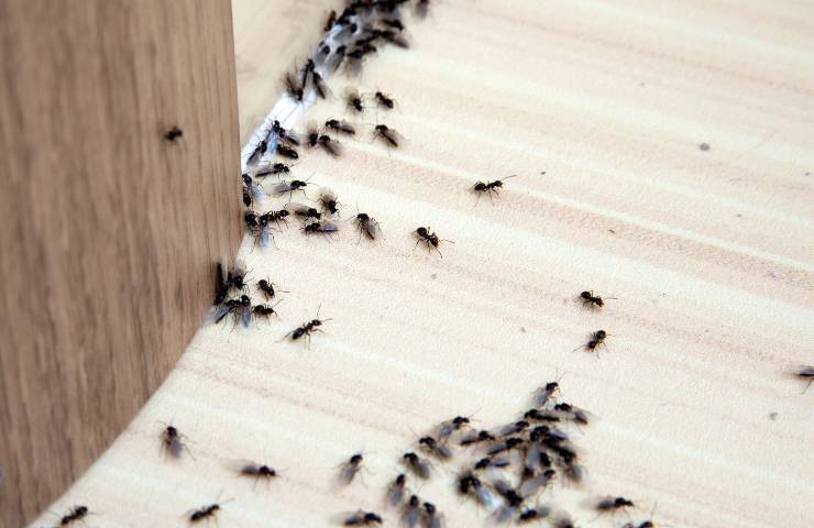 Una infestazione di formiche in una abitazione