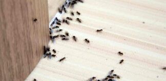 come eliminare le formiche in casa rimedi metodi soluzioni debellarle sterminare formiche