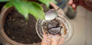 fondi di caffè come usarli con le piante fertilizzante