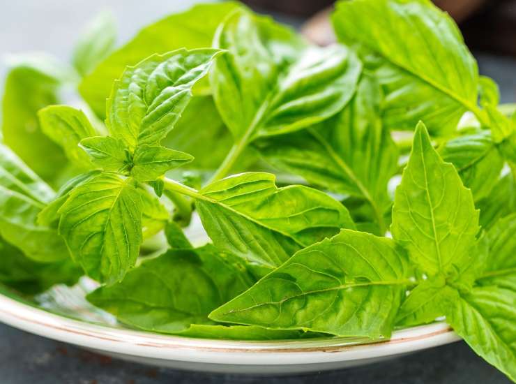 Pasta al pesto di zucchine: leggera e gustosa, ideale per chi è a dieta! Foto di Ricetta Sprint