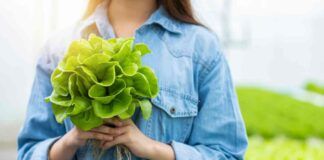 perché non digerisco la lattuga insalata cause