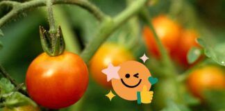 fertilizzante fai date pomodori come prepararlo