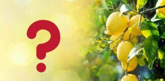 Entro quanto tempo raccogliere i limoni dalla pianta?