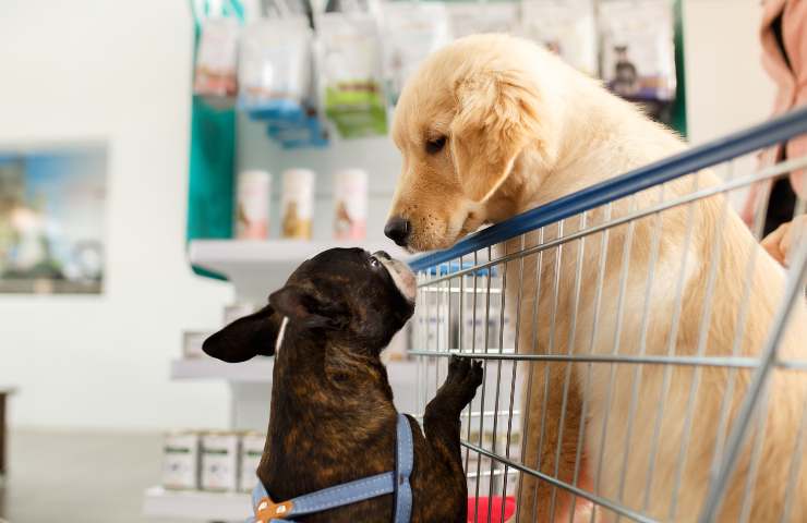 Nessun divieto all'ingresso di animali domestici al supermercato
