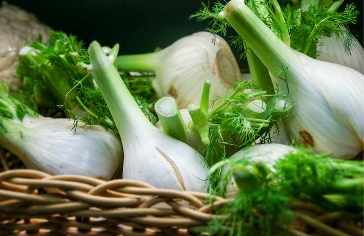 Because eating fennel is good for you
