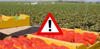 pesticidi fragole provenienza quali sono