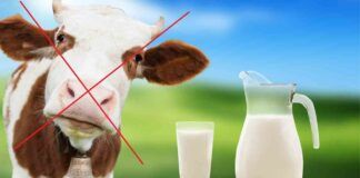 Latte senza mucche: arriva sul mercato quello fatto in provetta. È allarme in Italia