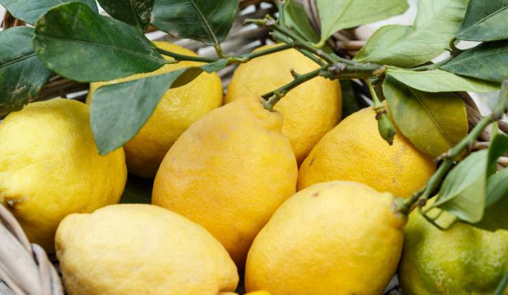 Limoni biologici freschi Ricettasprint