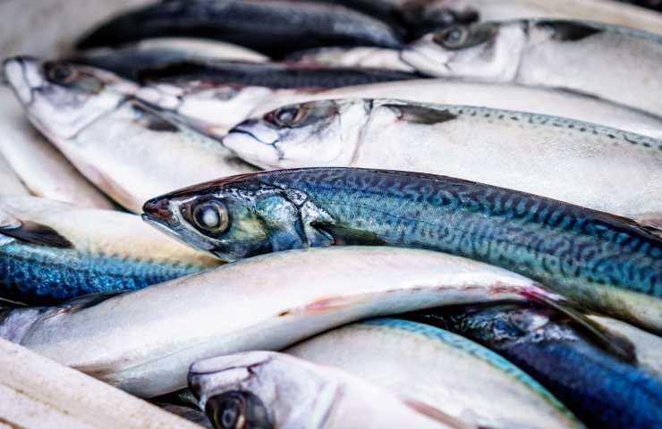 Pesce azzurro