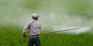 C'è un frutto di stagione che più di tutti è contaminato da pesticidi