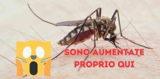 Dove si trovano più zanzare