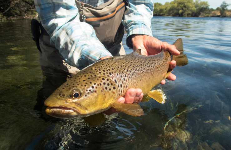 Trota appena pescata