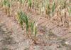 Emilia-Romagna devastata da alluvioni e siccità allo stesso tempo