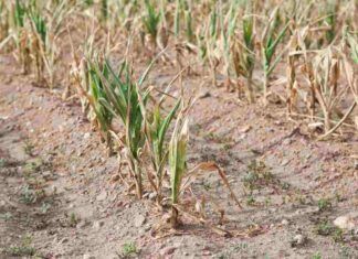 Emilia-Romagna devastata da alluvioni e siccità allo stesso tempo