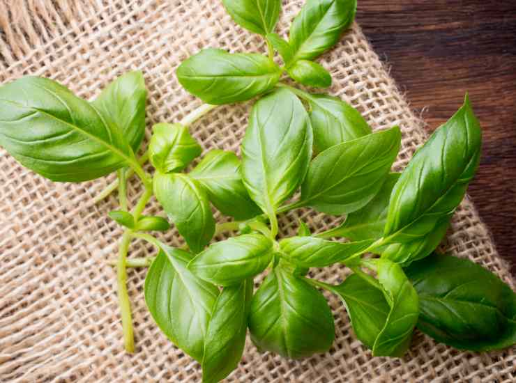 Pasta al pesto di basilico e noci, ancora più saporita e gustosa. Foto di Ricetta Sprint