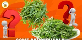 Come conservare la rucola dopo l'acquisto tutto ciò che devi sapere