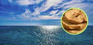 Spugnare le friselle in mare, fai bene o stai rischiando?