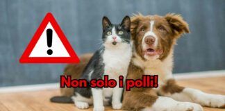 Cani e gatti possono ammalarsi di aviaria