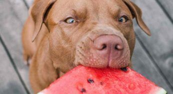 Possiamo dare l’anguria ai nostri cagnolini? La risposta vi sorprenderà